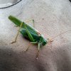 foto49